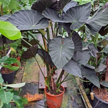Alocasia Regal Shields 150