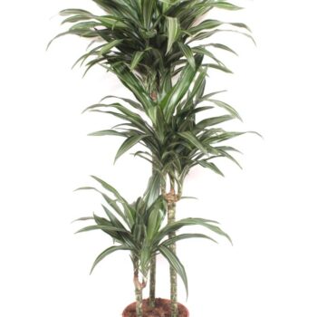 Dracaena Ulises