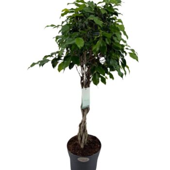 Ficus Danielle gevlochten stam p24