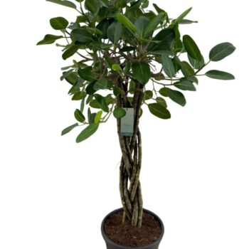 Ficus Benghalensis Audrey Flat braid p31