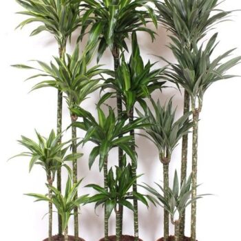 Dracaena fragrans Mixkar 120-90-60-30