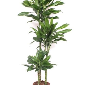 Dracaena Golden Coast