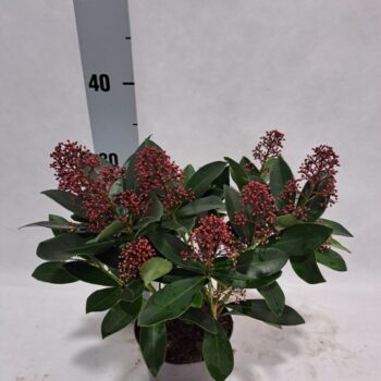 Skimmia Rubella P13 6-9 bloem
