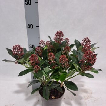 Skimmia Rubella P13+ bloem