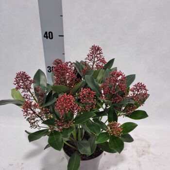Skimmia Rubella P13 10-12 bloem
