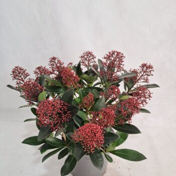 Skimmia Rubella P17 15-20 bloem