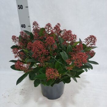 Skimmia Rubella P19 20-25 bloem