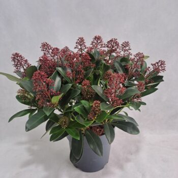 Skimmia Rubella P19 25-30 bloem