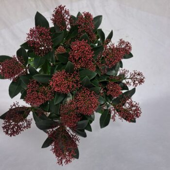 Skimmia Rubella P17 20-25 bloem