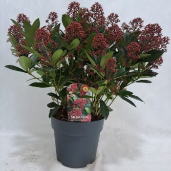 Skimmia Rubella P23 50+ bloem
