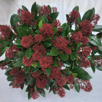 Skimmia Rubella P26 50+ bloem sierpot