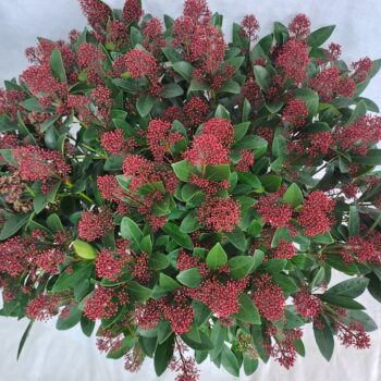 Skimmia Rubella P29 60+ bloem