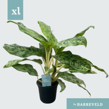 Green Agla 'Peacock' (Aglaonema)