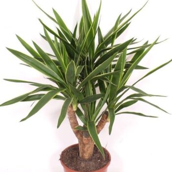 Yucca elephantipes 'Puck'