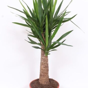 Yucca elephantipes 'Maya Tree'