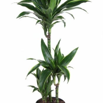 Dracaena Arturo 60-30-15