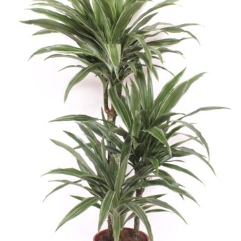 Dracaena Warneckei