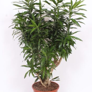 Dracaena Song of Jamaica