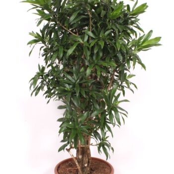 Dracaena Reflexa