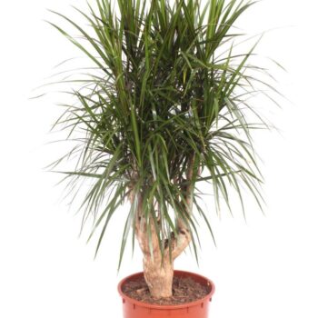 Dracaena marginata