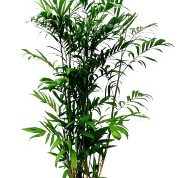 CHAMAEDORIA SEIFRITZII