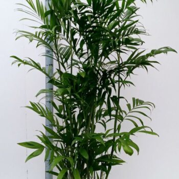 chamaedoria seifritzii