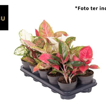 Aglaonema A2 Mix