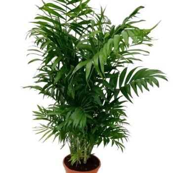 chamaedorea elegans