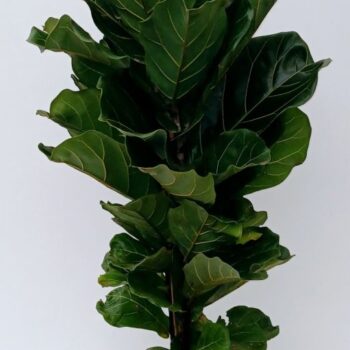 ficus lyratahy