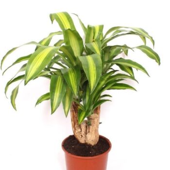Dracaena Massangeana
