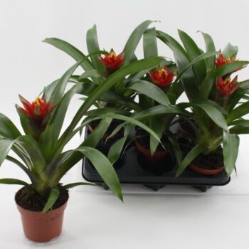 Guzmania Punta