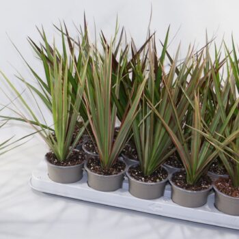 Dracaena Marginata 3 Soorten, Magrinata,Magenta en Bicolor.