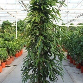 Ficus Amstel King