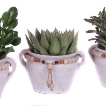 Succulent mix 12 cm in teno kruik