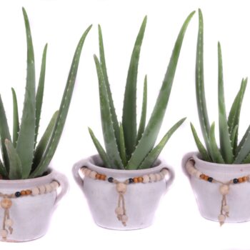 Aloe vera 12 cm in teno kruik