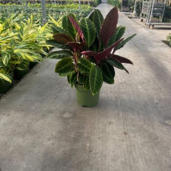 Calathea warcewiczii