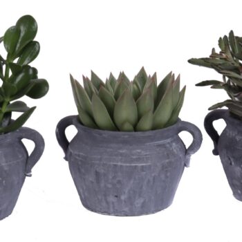 Succulent mix 12 cm in el teide kruik