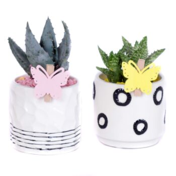 Succulent 5,5 cm in circle stripe pot met gekleurd grind en vlinder knijper