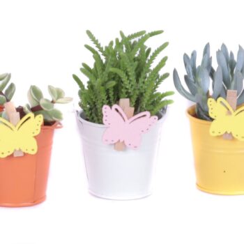 Succulent 5,5 cm in gekleurde zinken emmer met vlinder knijper