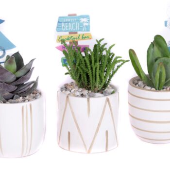 Succulent 8,5 cm in eksjo sierpot