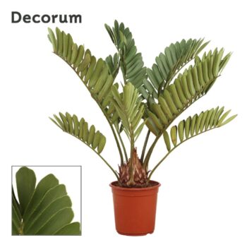 Zamia furfuracea 24 cm (Decorum)