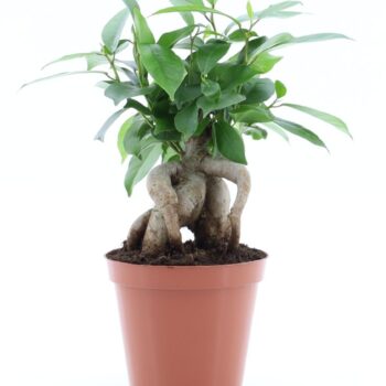 Ficus microcarpa Retusa