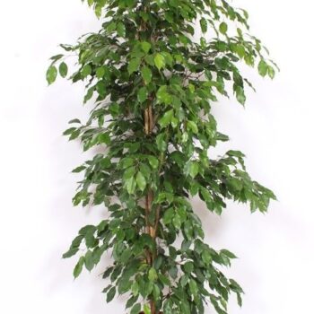 Ficus Exotica