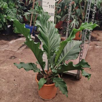 Anthurium crassinervium Karma Birdnest