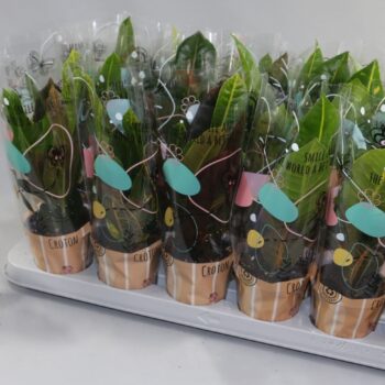Croton Gemengd 9cm 3 soorten in Design Hoes