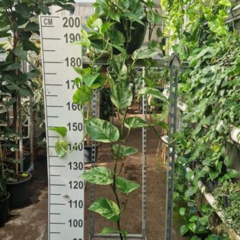 Epipremnum Marble Queen hangplant XL