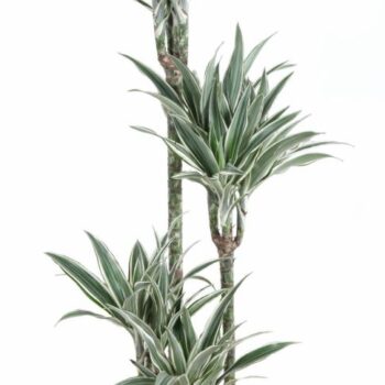 Dracaena White Stripe 90-60-30-15