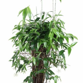 Dracaena Surculosa bush P27
