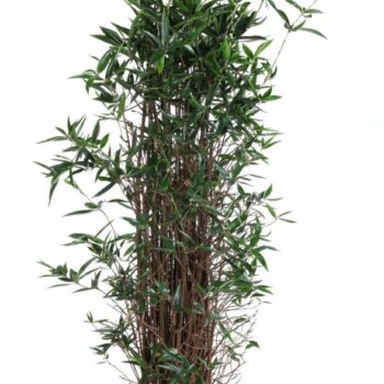 Dracaena Surculosa bush P31