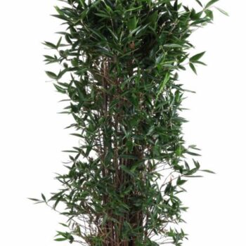 Dracaena Surculosa bush P34